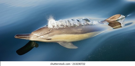 Dolphin, Swimming In The Ocean. The Dolphins Are Currently Breathing, The Bubbles Are Visible. Dolphin Taking Breath 