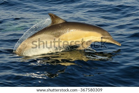Dolphin, swimming in the ocean  and hunting for fish. The jumping dolphin comes up from water. The Long-beaked common dolphin (scientific name: Delphinus capensis) swim in atlantic ocean. 