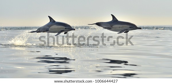 Dolphin, swimming in the ocean. Dolphin\
swim and jumping from the water. The Long-beaked common dolphin\
(scientific name: Delphinus capensis) in atlantic ocean.\
