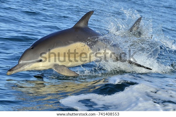 Dolphin, swimming in the ocean. Dolphin\
swim and jumping from the water. The Long-beaked common dolphin\
(scientific name: Delphinus capensis) in atlantic ocean.\
