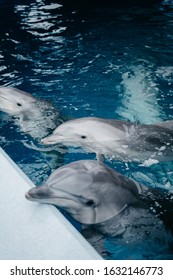 Dolphin In The Swimming Pool