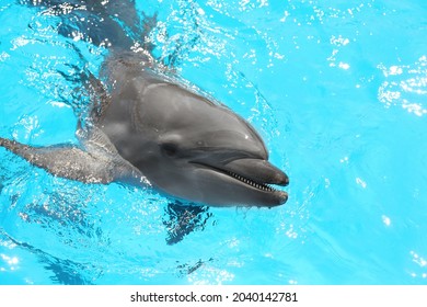 Dolphin Swimming In Pool At Marine Mammal Park