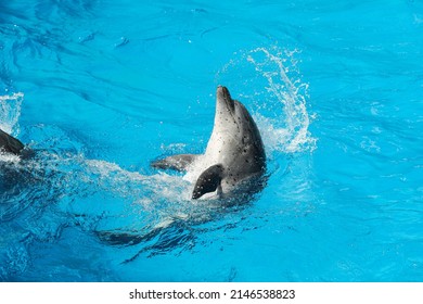 Dolphin Swimming In Pool At Marine Mammal Park