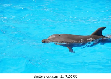 Dolphin Swimming In Pool At Marine Mammal Park