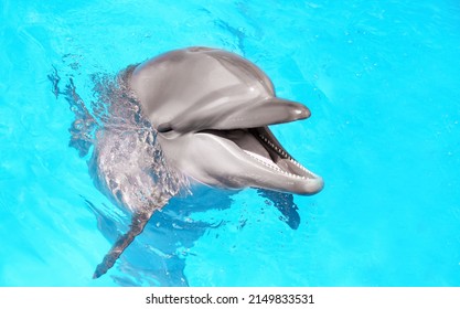 Dolphin Swimming In Pool At Marine Mammal Park