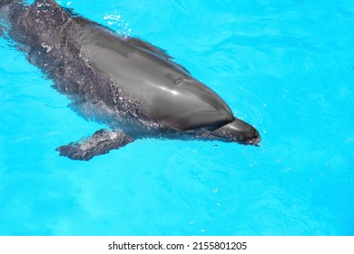 Dolphin Swimming In Pool At Marine Mammal Park