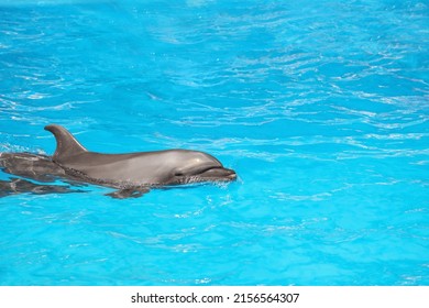 Dolphin Swimming In Pool At Marine Mammal Park