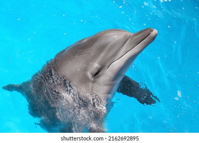 Dolphin Swimming In Pool At Marine Mammal Park