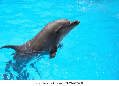 Dolphin Swimming In Pool At Marine Mammal Park