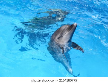 Dolphin Swimming In Pool At Marine Mammal Park