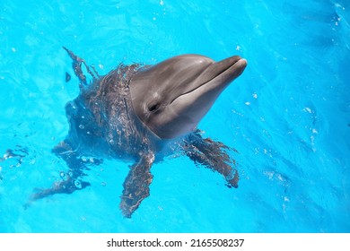 Dolphin Swimming In Pool At Marine Mammal Park