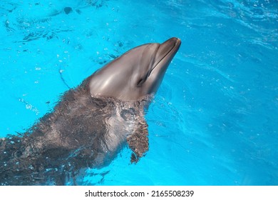 Dolphin Swimming In Pool At Marine Mammal Park