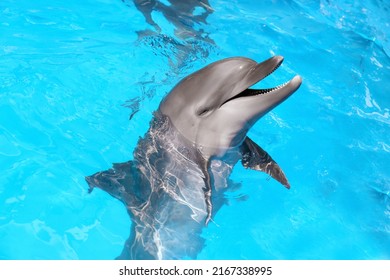 Dolphin Swimming In Pool At Marine Mammal Park