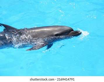 Dolphin Swimming In Pool At Marine Mammal Park