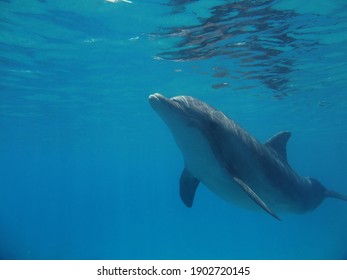 Dolphin swimming in the sea under water              