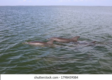 Dolphin Swimming Seen While Boating In Captiva Island Sanibel Island, Florida. 