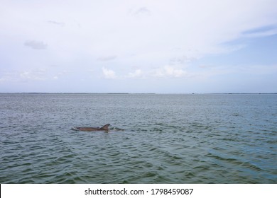 Dolphin Swimming Seen While Boating In Captiva Island Sanibel Island, Florida. 