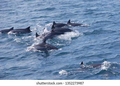 Dolphin swimming in southern waters Sri Lanka