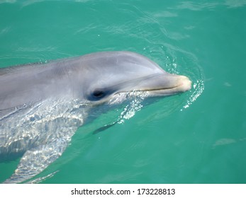 dolphin swimming in the water of the carribean sea