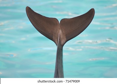 Dolphin Tail