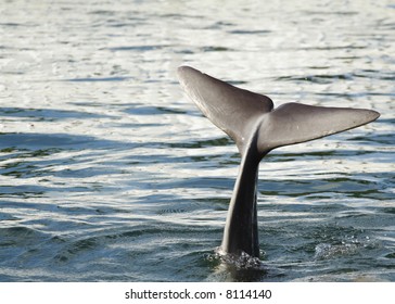 Dolphin Tail