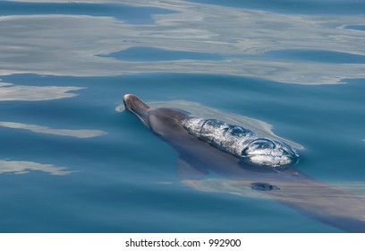 Dolphin Taking Breath