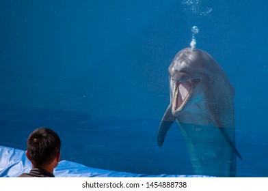 Dolphin Talking To A Man