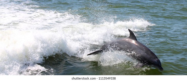 Dolphin Tour Rudee Inlet