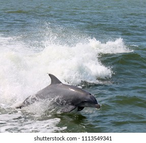 Dolphin Tour Rudee Inlet