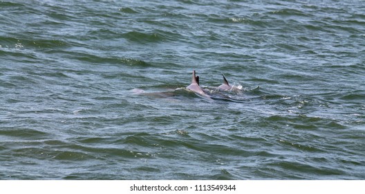 Dolphin Tour Rudee Inlet