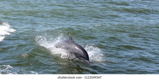 Dolphin Tour Rudee Inlet