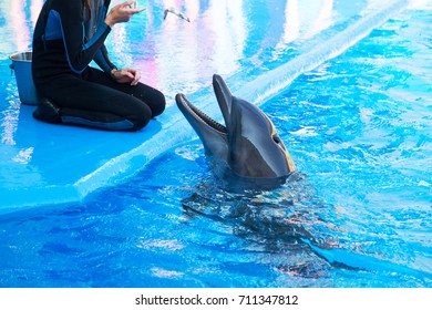 Dolphin With Trainer Trying To Catch A Fish