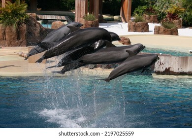 Dolphin Tricks Amazing Florida Sea World Park Water Tank Show 
