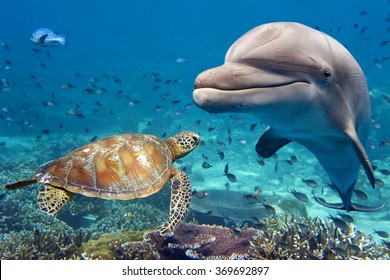 dolphin and turtle underwater on reef background looking at you