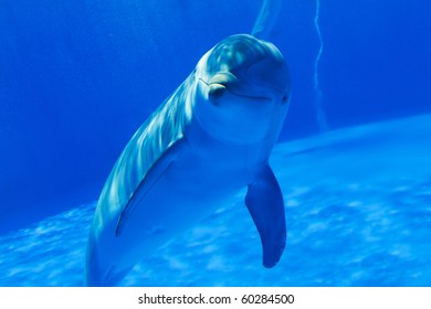 Dolphin Under Water