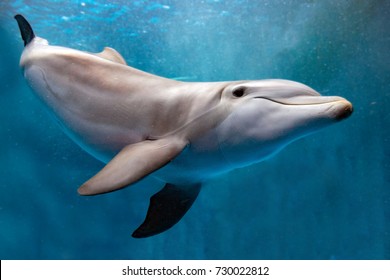 dolphin underwater on blue ocean background looking at you