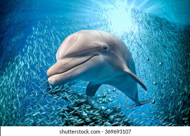 dolphin underwater on ocean background looking at you