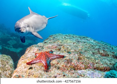 Dolphin Underwater On Reef Background