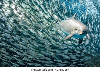 dolphin underwater on reef background looking at you inside a school of sardine fish