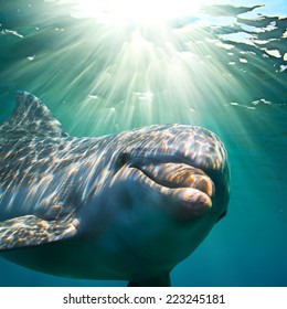 A dolphin underwater with sunbeams closeup