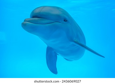 A dolphin underwater with sunbeams closeup. Dolphin Selfie. Young curious bottlenose dolphin looks at in camera and smiles blowing air bubbles. - Powered by Shutterstock