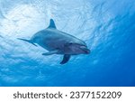 Dolphin in the underwater world. Underwater dolphin. Dolphin underwater. Dolphin undersea