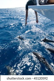 Dolphin Watching From The Bow Of A Boat