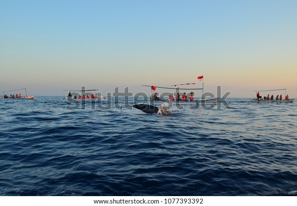 Dolphin Watching During Sunrise Time Sanur Stock Photo Edit Now 1077393392