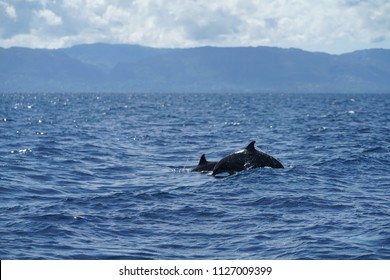 Dolphin Watching At Manjuyod, Philippines