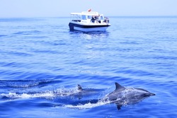 Dolphin Watching In Nature Oman