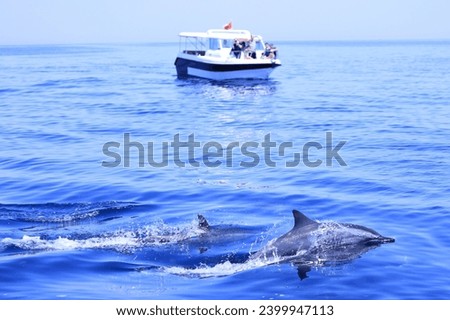 Dolphin watching in Nature Oman