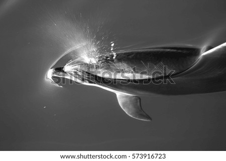 Similar – Swimming walrus under water