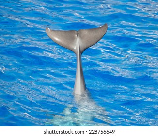 Dolphin Waving Tail In Clear Blue Sea.