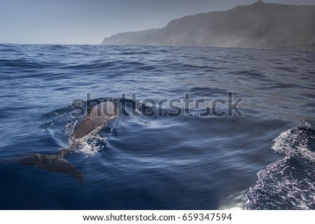 Dolphin Whale 
